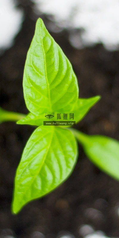 【13775】植物壁纸  2K 高清壁纸2560_1600@青蛙壁纸-笨猫小站