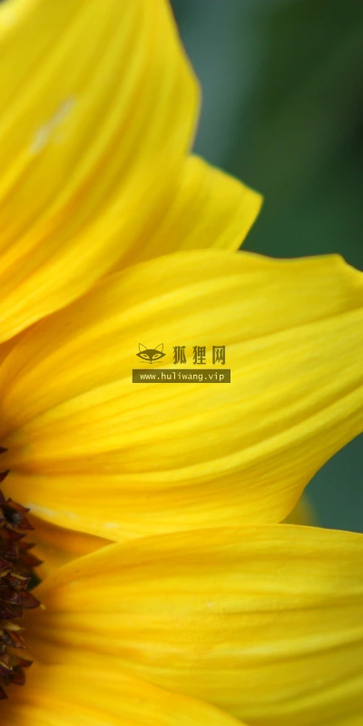 【13781】植物壁纸  2K 高清壁纸2560_1600@青蛙壁纸-笨猫小站