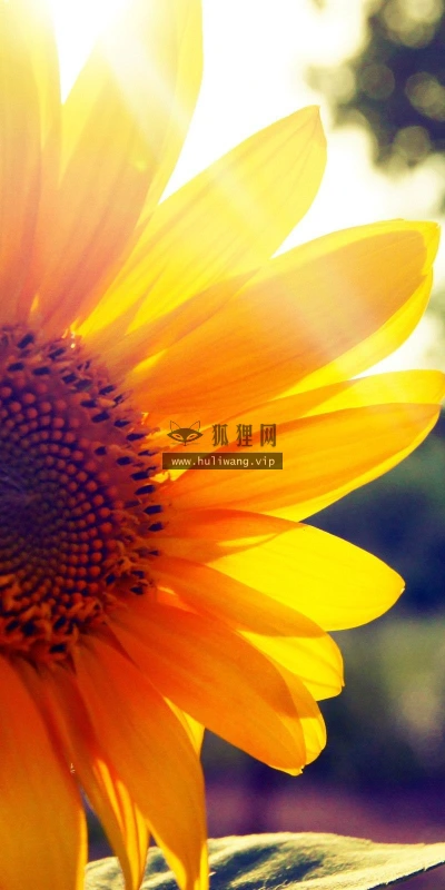 【13783】植物壁纸  2K 高清壁纸2560_1600@青蛙壁纸-笨猫小站