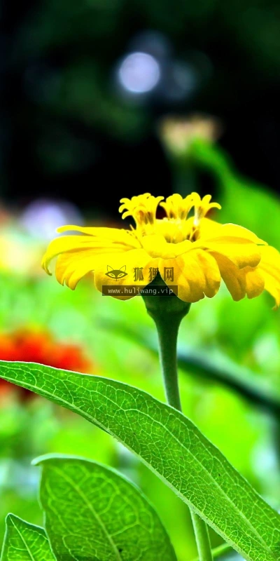 【13784】植物壁纸  2K 高清壁纸2560_1600@青蛙壁纸-笨猫小站