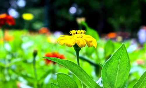 【13784】植物壁纸  2K 高清壁纸2560_1600@青蛙壁纸-笨猫小站