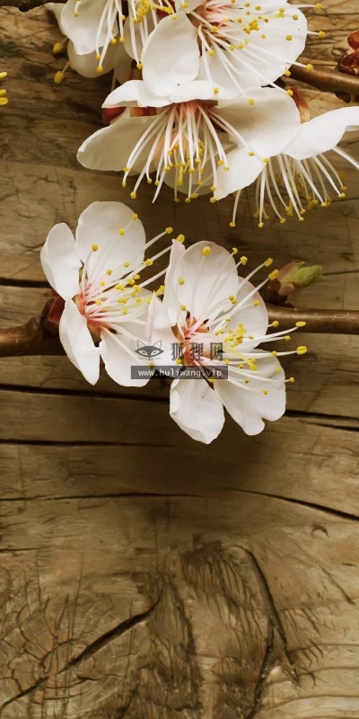【13785】植物壁纸  2K 高清壁纸2560_1600@青蛙壁纸-笨猫小站