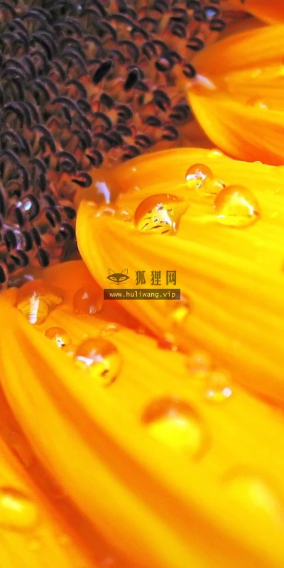 【13786】植物壁纸  2K 高清壁纸2560_1600@青蛙壁纸-笨猫小站