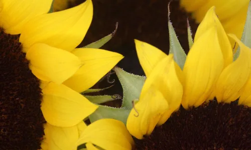 【13787】植物壁纸  2K 高清壁纸2560_1600@青蛙壁纸-笨猫小站