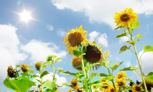 【13788】植物壁纸  2K 高清壁纸2560_1600@青蛙壁纸-笨猫小站