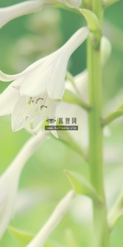 【13791】植物壁纸  2K 高清壁纸2560_1600@青蛙壁纸-笨猫小站