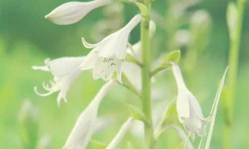 【13791】植物壁纸  2K 高清壁纸2560_1600@青蛙壁纸-笨猫小站