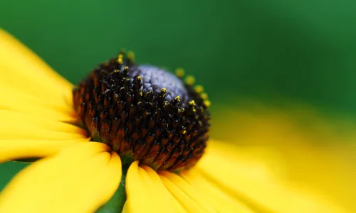 【13793】植物壁纸  2K 高清壁纸2560_1600@青蛙壁纸-笨猫小站
