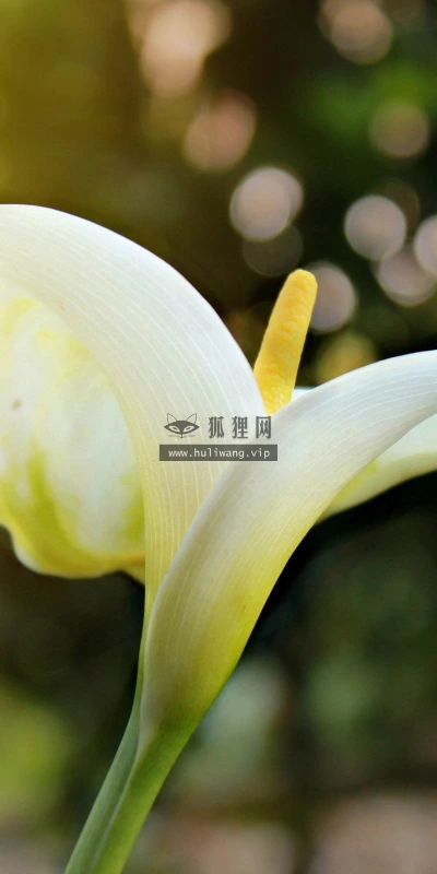 【13795】植物壁纸  2K 高清壁纸2560_1600@青蛙壁纸-笨猫小站