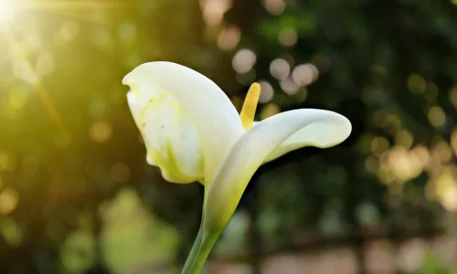 【13795】植物壁纸  2K 高清壁纸2560_1600@青蛙壁纸-笨猫小站