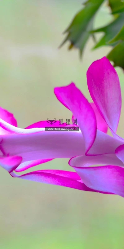 【13796】植物壁纸  2K 高清壁纸2560_1600@青蛙壁纸-笨猫小站