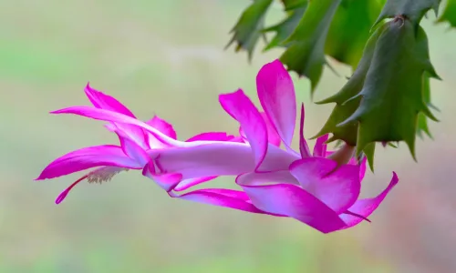 【13796】植物壁纸  2K 高清壁纸2560_1600@青蛙壁纸-笨猫小站