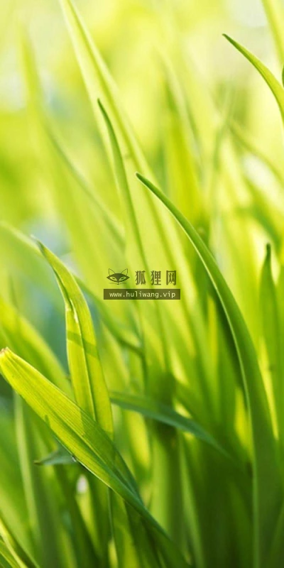 【13797】植物壁纸  2K 高清壁纸2560_1600@青蛙壁纸-笨猫小站