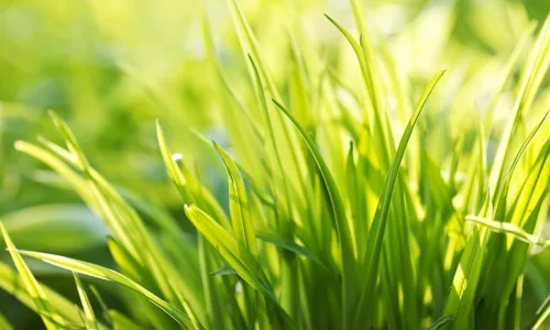 【13797】植物壁纸  2K 高清壁纸2560_1600@青蛙壁纸-笨猫小站