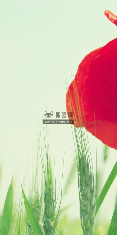 【13798】植物壁纸  2K 高清壁纸2560_1600@青蛙壁纸-笨猫小站