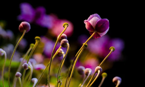 【13799】植物壁纸  2K 高清壁纸2560_1600@青蛙壁纸-笨猫小站