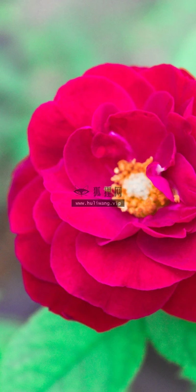 【13801】植物壁纸  2K 高清壁纸2560_1600@青蛙壁纸-笨猫小站