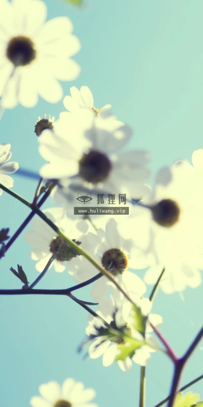 【13802】植物壁纸  2K 高清壁纸2560_1600@青蛙壁纸-笨猫小站