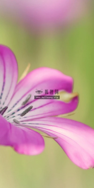 【13803】植物壁纸  2K 高清壁纸2560_1600@青蛙壁纸-笨猫小站