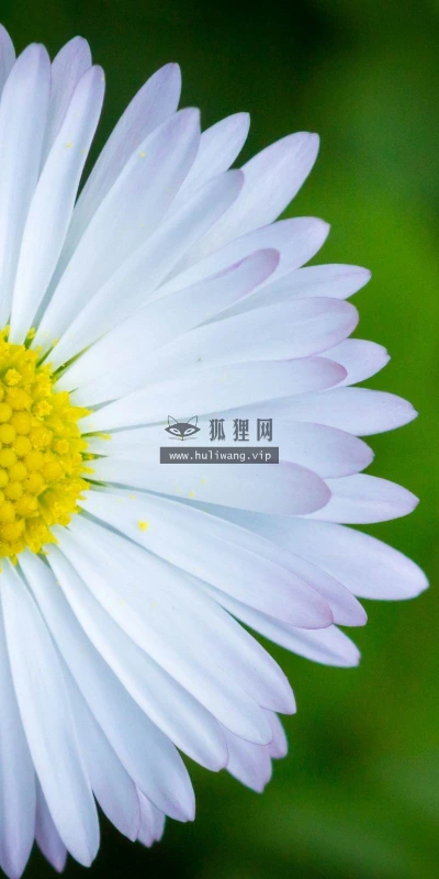 【13805】植物壁纸  2K 高清壁纸2560_1600@青蛙壁纸-笨猫小站