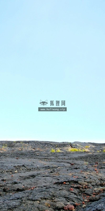 【13806】植物壁纸  2K 高清壁纸2560_1600@青蛙壁纸-笨猫小站