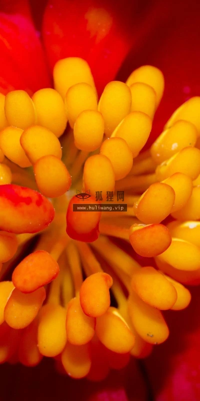 【13808】植物壁纸  2K 高清壁纸2560_1600@青蛙壁纸-笨猫小站