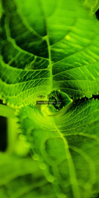 【13809】植物壁纸  2K 高清壁纸2560_1600@青蛙壁纸-笨猫小站