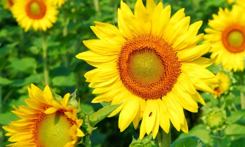 【13812】植物壁纸  2K 高清壁纸2560_1600@青蛙壁纸-笨猫小站