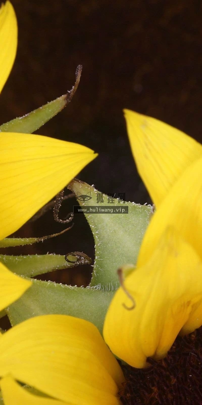 【13813】植物壁纸  2K 高清壁纸2560_1600@青蛙壁纸-笨猫小站