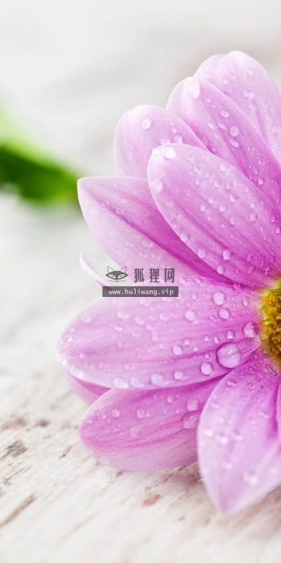 【13815】植物壁纸  2K 高清壁纸2560_1600@青蛙壁纸-笨猫小站