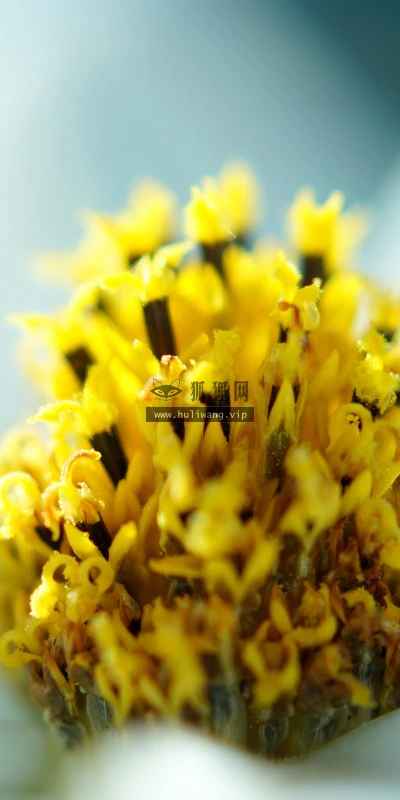 【13818】植物壁纸  2K 高清壁纸2560_1600@青蛙壁纸-笨猫小站