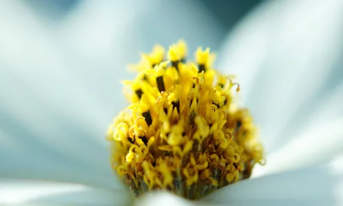 【13818】植物壁纸  2K 高清壁纸2560_1600@青蛙壁纸-笨猫小站