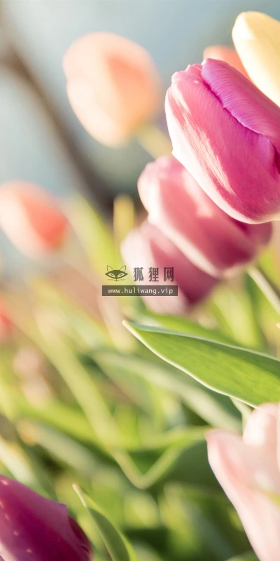 【13822】植物壁纸  2K 高清壁纸2560_1600@青蛙壁纸-笨猫小站