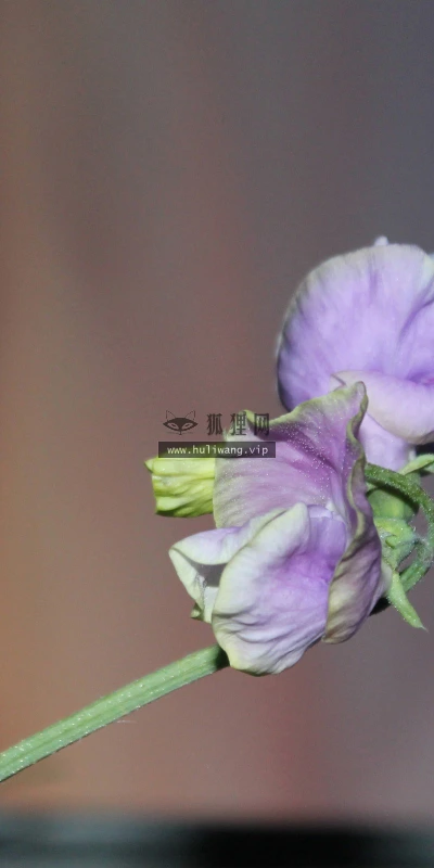 【13823】植物壁纸  2K 高清壁纸2560_1600@青蛙壁纸-笨猫小站