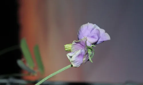 【13823】植物壁纸  2K 高清壁纸2560_1600@青蛙壁纸-笨猫小站