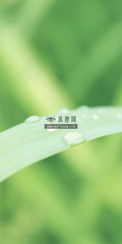 【13824】植物壁纸  2K 高清壁纸2560_1600@青蛙壁纸-笨猫小站
