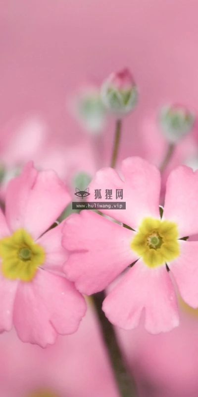 【13825】植物壁纸  2K 高清壁纸2560_1600@青蛙壁纸-笨猫小站