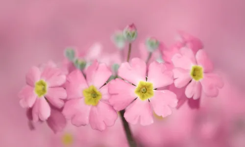 【13825】植物壁纸  2K 高清壁纸2560_1600@青蛙壁纸-笨猫小站