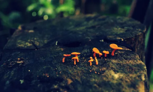 【13826】植物壁纸  2K 高清壁纸2560_1600@青蛙壁纸-笨猫小站