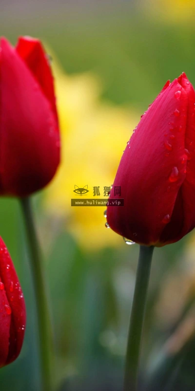【13828】植物壁纸  2K 高清壁纸2560_1600@青蛙壁纸-笨猫小站