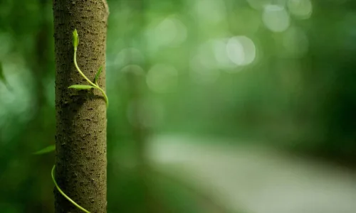 【13830】植物壁纸  2K 高清壁纸2560_1600@青蛙壁纸-笨猫小站