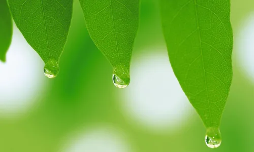 【13833】植物壁纸  2K 高清壁纸2560_1600@青蛙壁纸-笨猫小站