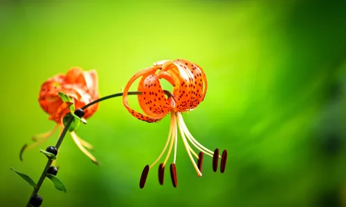 【13837】植物壁纸  2K 高清壁纸2560_1600@青蛙壁纸-笨猫小站