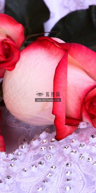 【13838】植物壁纸  2K 高清壁纸2560_1600@青蛙壁纸-笨猫小站