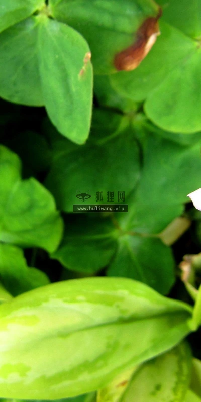 【13841】植物壁纸  2K 高清壁纸2560_1600@青蛙壁纸-笨猫小站