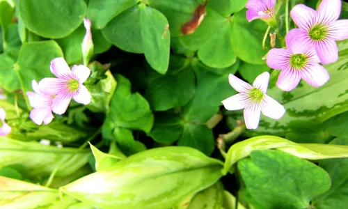 【13841】植物壁纸  2K 高清壁纸2560_1600@青蛙壁纸-笨猫小站