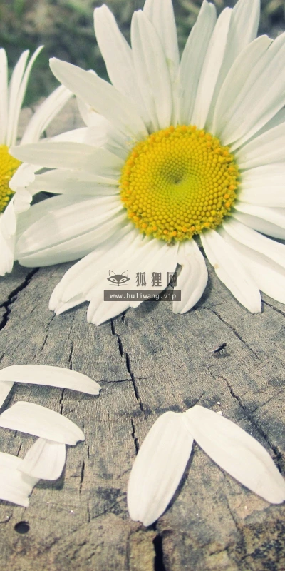 【13842】植物壁纸  2K 高清壁纸2560_1600@青蛙壁纸-笨猫小站