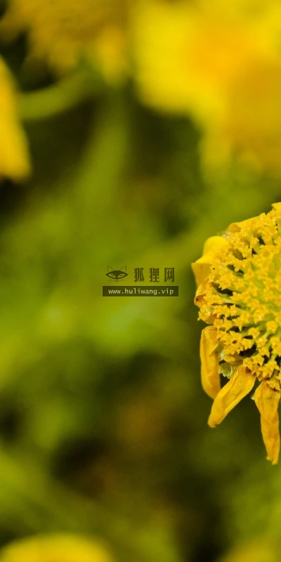 【13843】植物壁纸  2K 高清壁纸2560_1600@青蛙壁纸-笨猫小站
