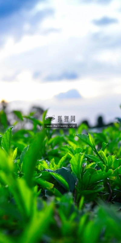 【13846】植物壁纸  2K 高清壁纸2560_1600@青蛙壁纸-笨猫小站