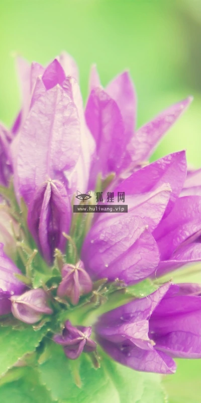【13847】植物壁纸  2K 高清壁纸2560_1600@青蛙壁纸-笨猫小站